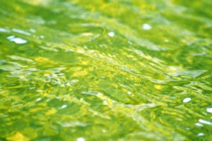 水　緑　流れ